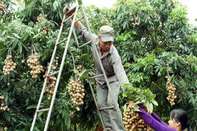 Nhãn muộn Đại Thành: Tạo dựng thương hiệu vững chắc